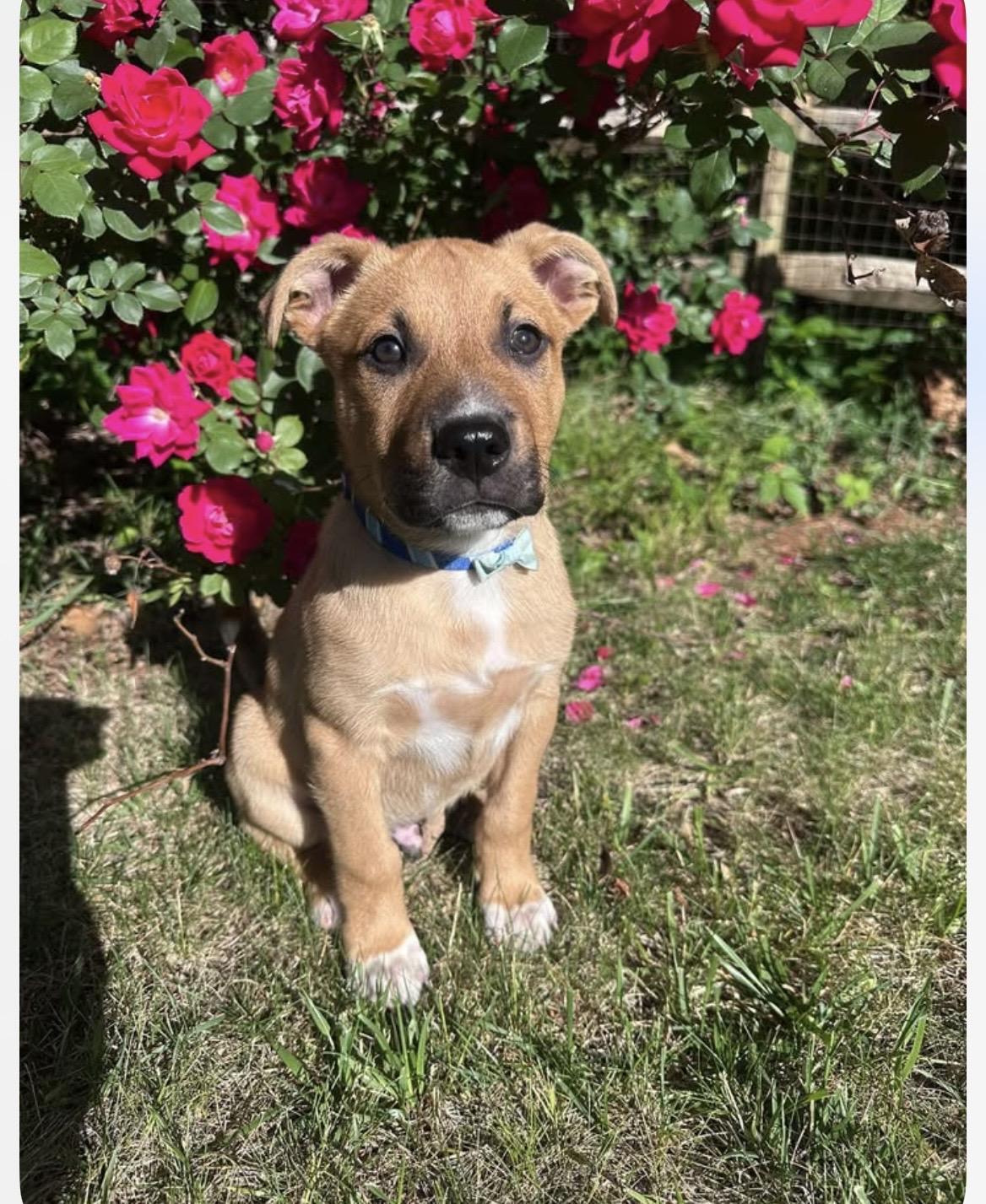 Enlarge Pickles, an adopted mixed breed in Kannapolis, NC image 1/6