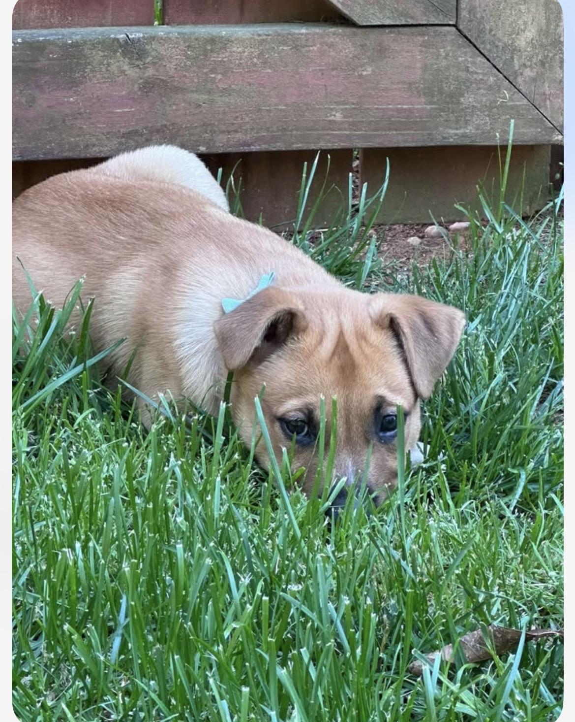 Enlarge Pickles, an adopted mixed breed in Kannapolis, NC image 5/6