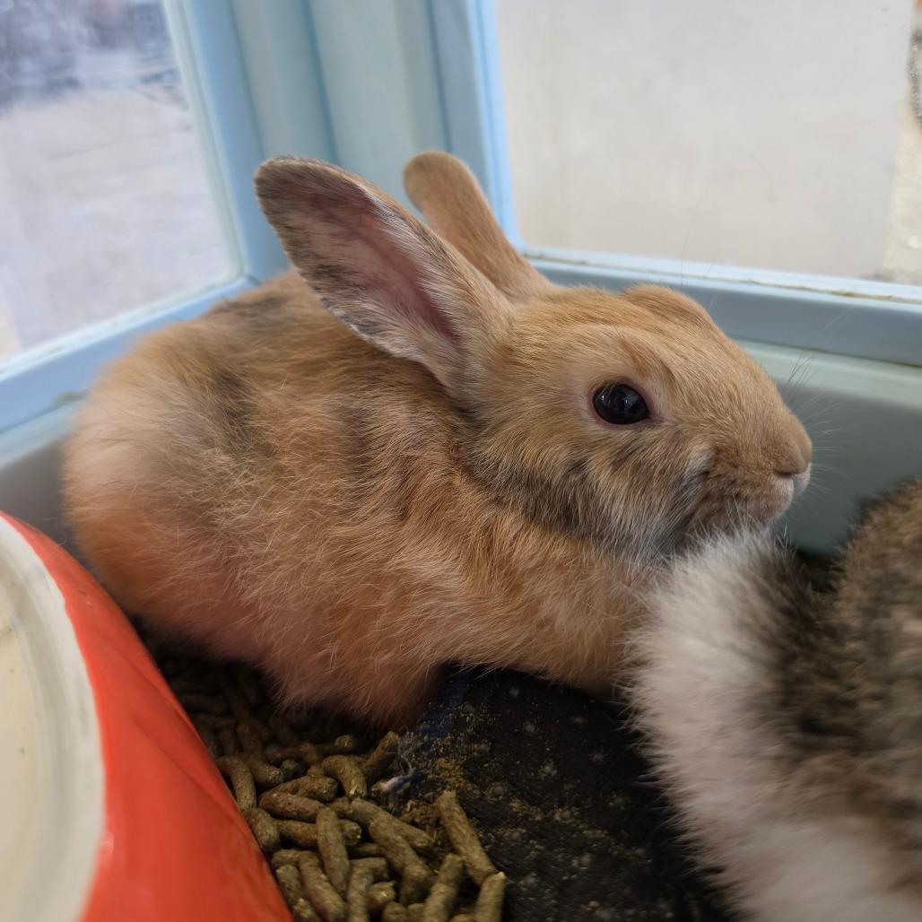 Enlarge Kanga (bonded to Piglet), a Adoptable Bunny Rabbit in Hilliard , FL image 1/1
