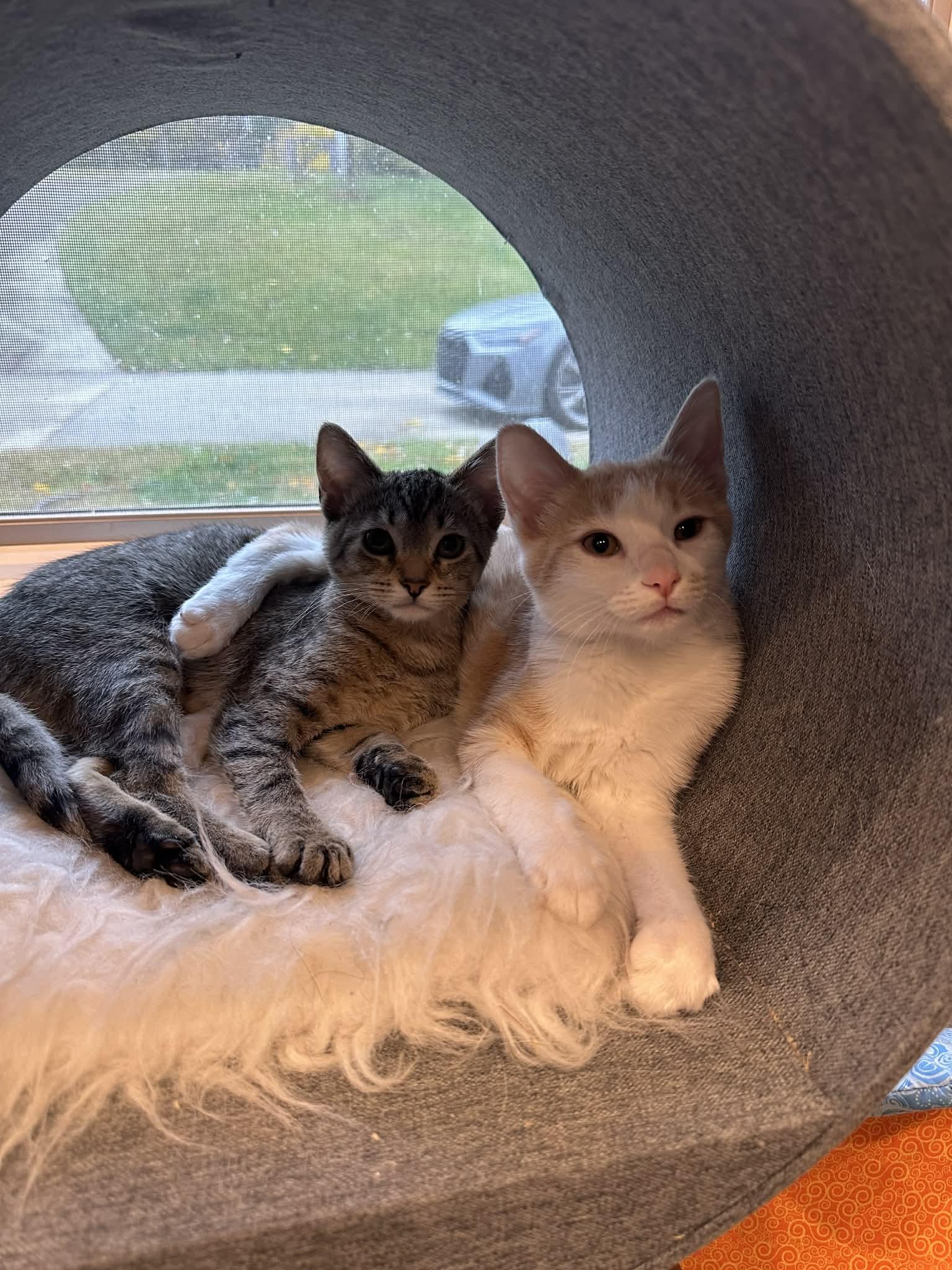 Frittata thumbnail 3