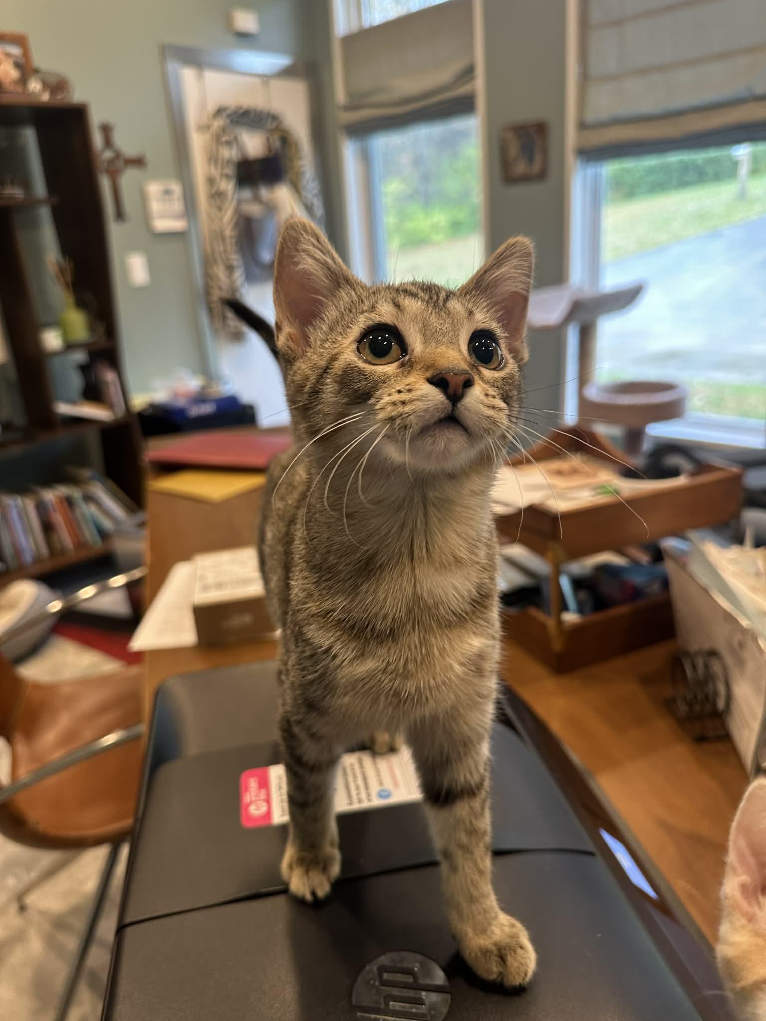 Frittata thumbnail 4