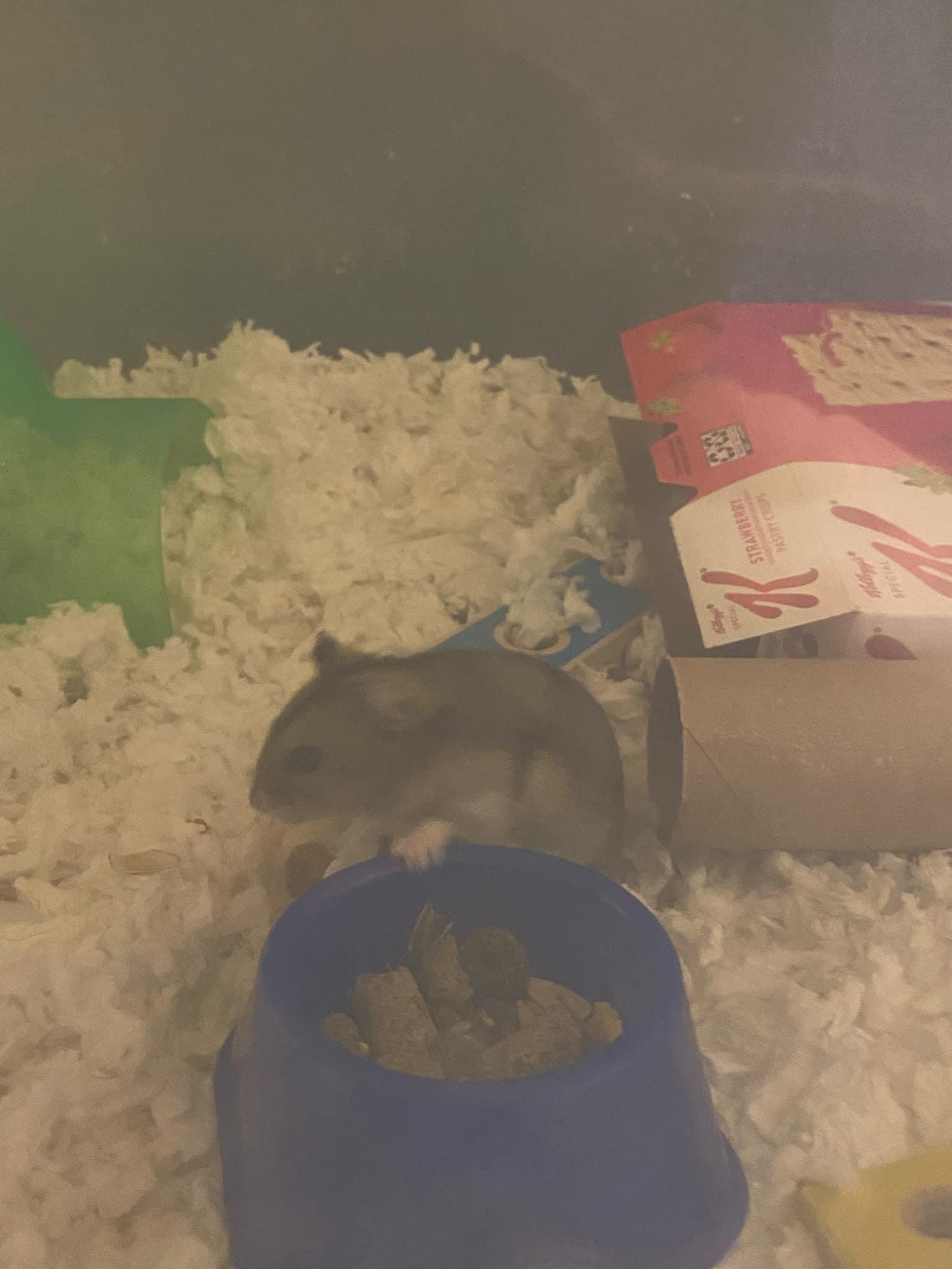 Dovey, Adoptable, Young Male Dwarf Hamster.