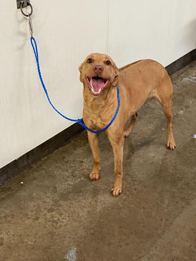 Enlarge Dog Kennel #14 Seabee, a Adoptable mixed breed in Greenville, TX image 1/2