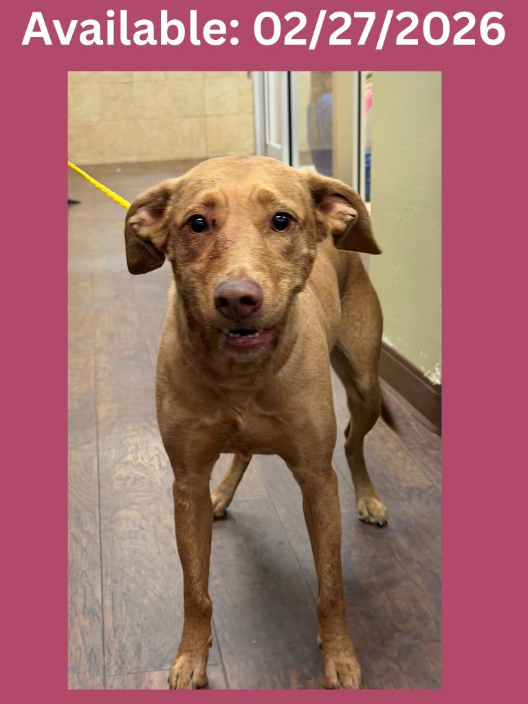 Enlarge Dog Kennel #14 Seabee, a Adoptable mixed breed in Greenville, TX image 2/2
