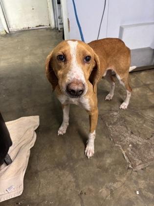Enlarge Basil, a Adoptable Hound in Georgetown, SC image 1/1