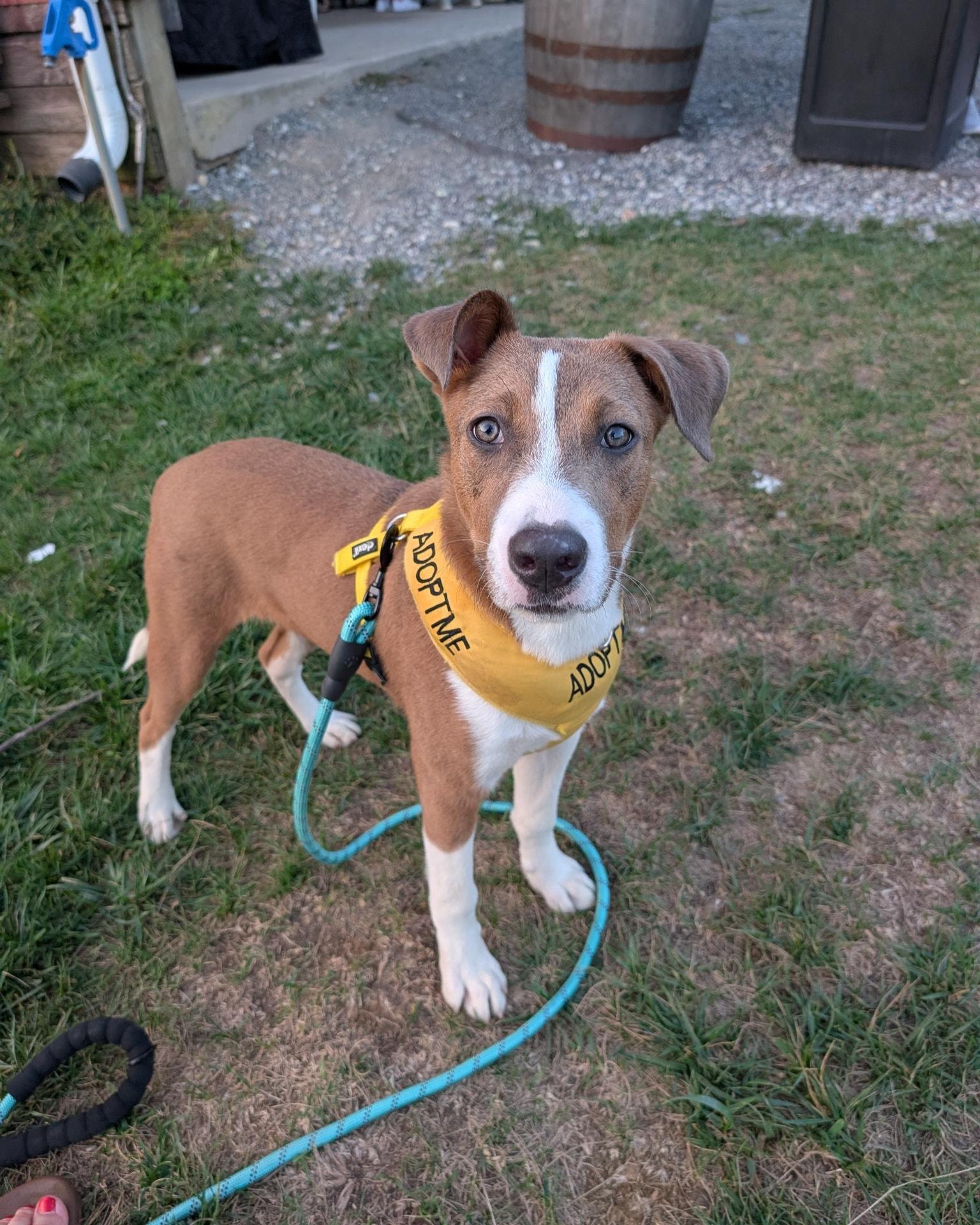 Nutmeg, Adoptable, Young Female Mixed Breed.