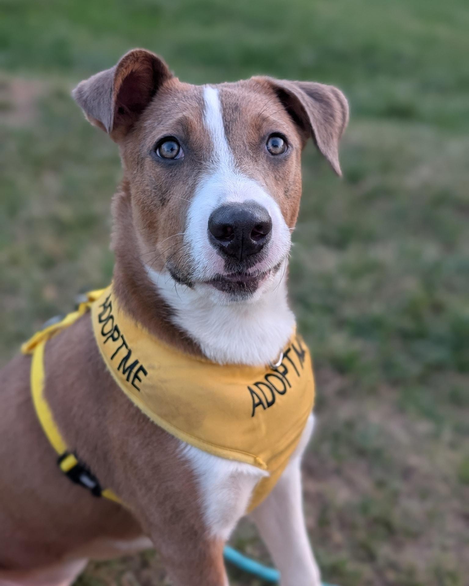 Enlarge Nutmeg, a Adoptable Mixed Breed in Jarrettsville, MD image 2/3