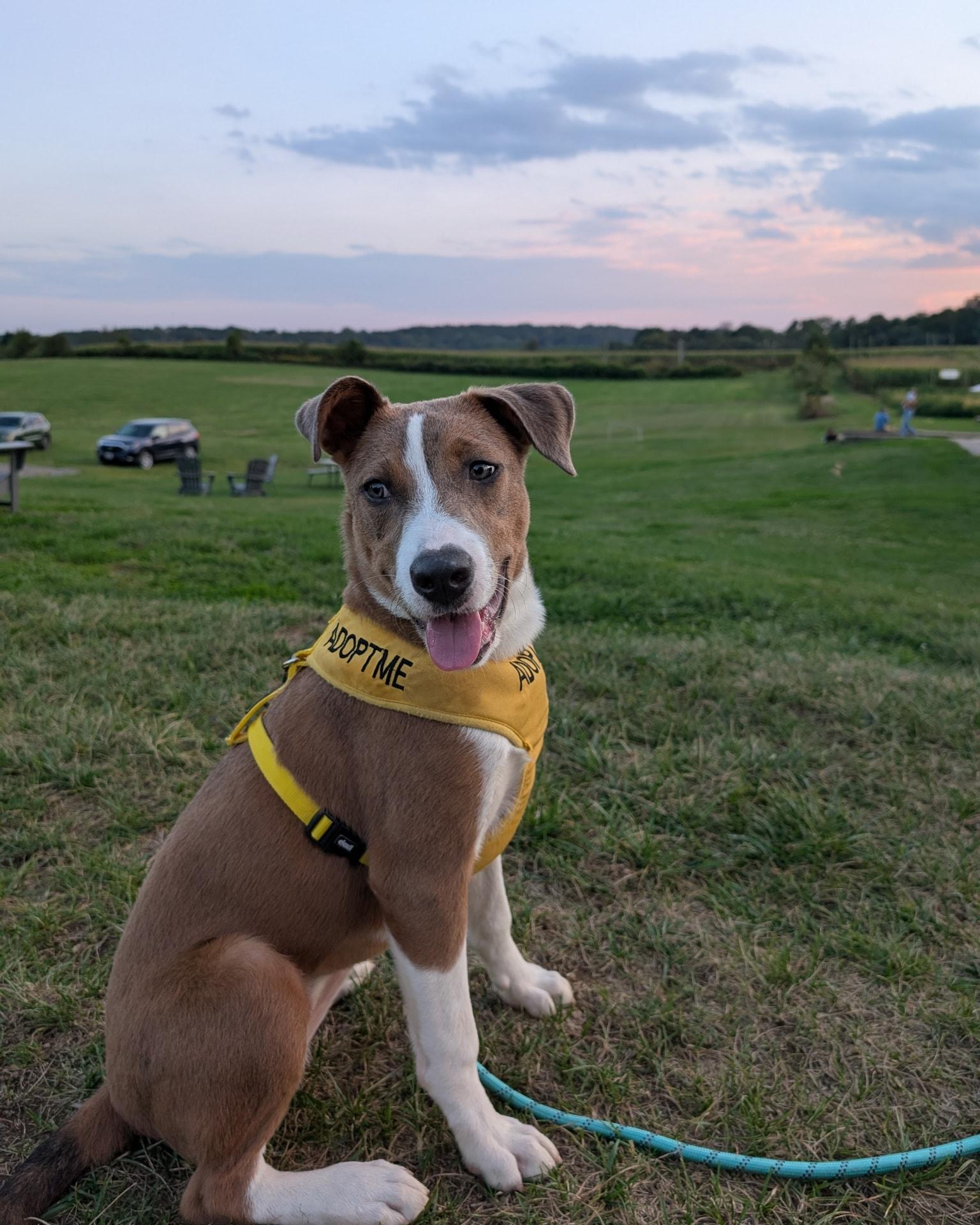 Enlarge Nutmeg, a Adoptable Mixed Breed in Jarrettsville, MD image 3/3