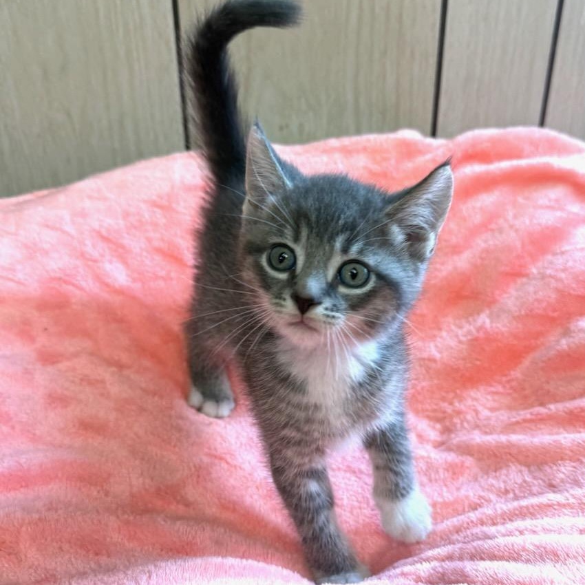Enlarge Cal, an adopted Domestic Short Hair in Greensburg, PA image 3/3