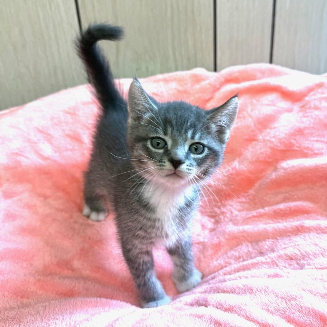 Enlarge Cal, an adopted Domestic Short Hair in Greensburg, PA image 2/3