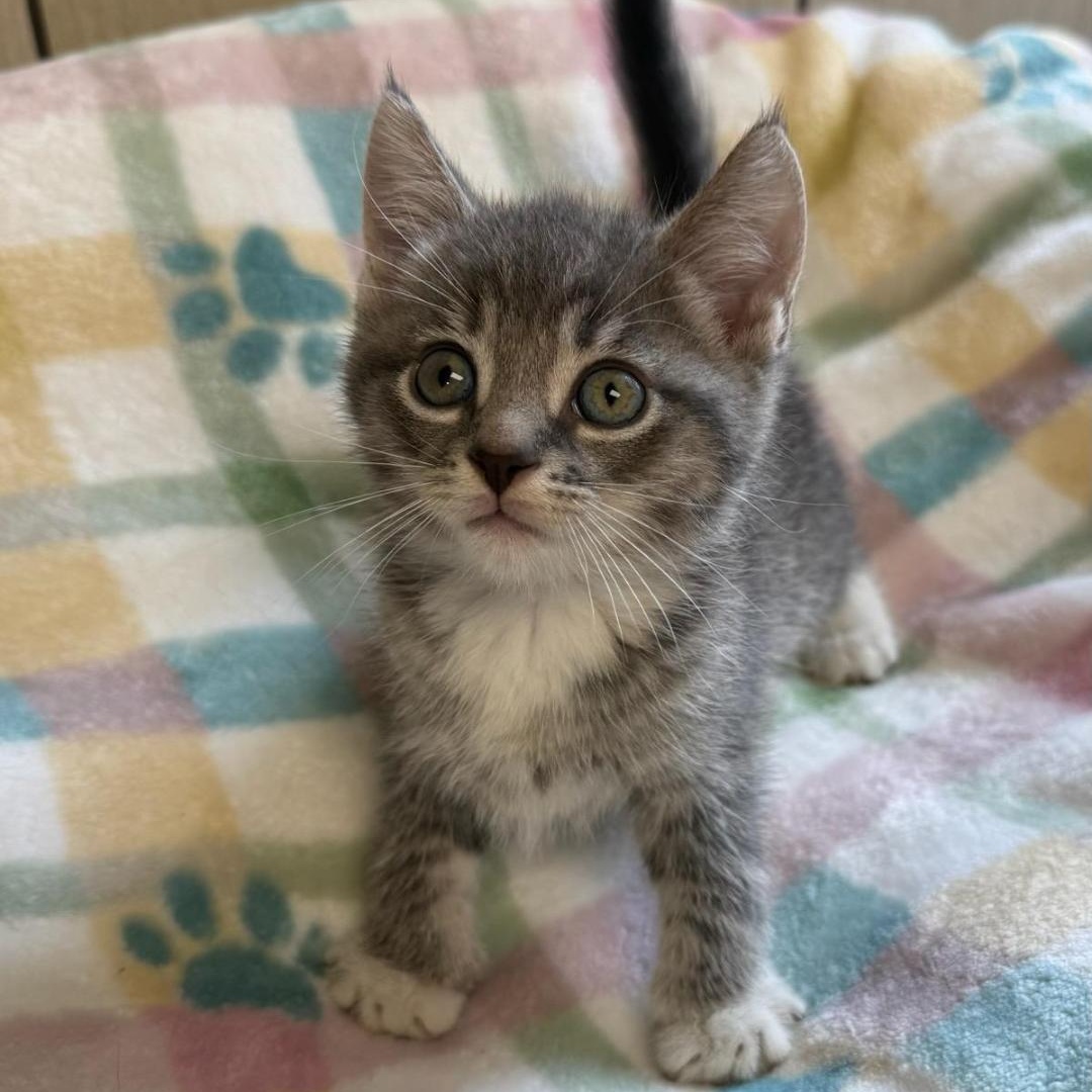 Cal, adopted, Kitten Male Domestic Short Hair.