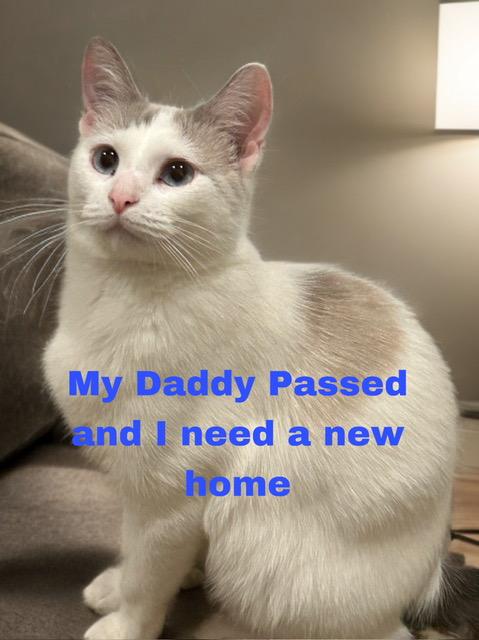 Lady Lilly, Adult Female Domestic Short Hair