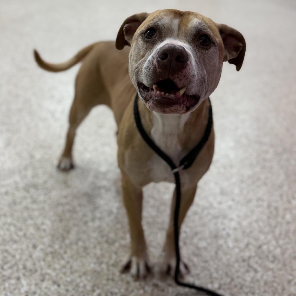 Enlarge Rambo, a Adoptable mixed breed in Bullhead City, AZ image 1/1