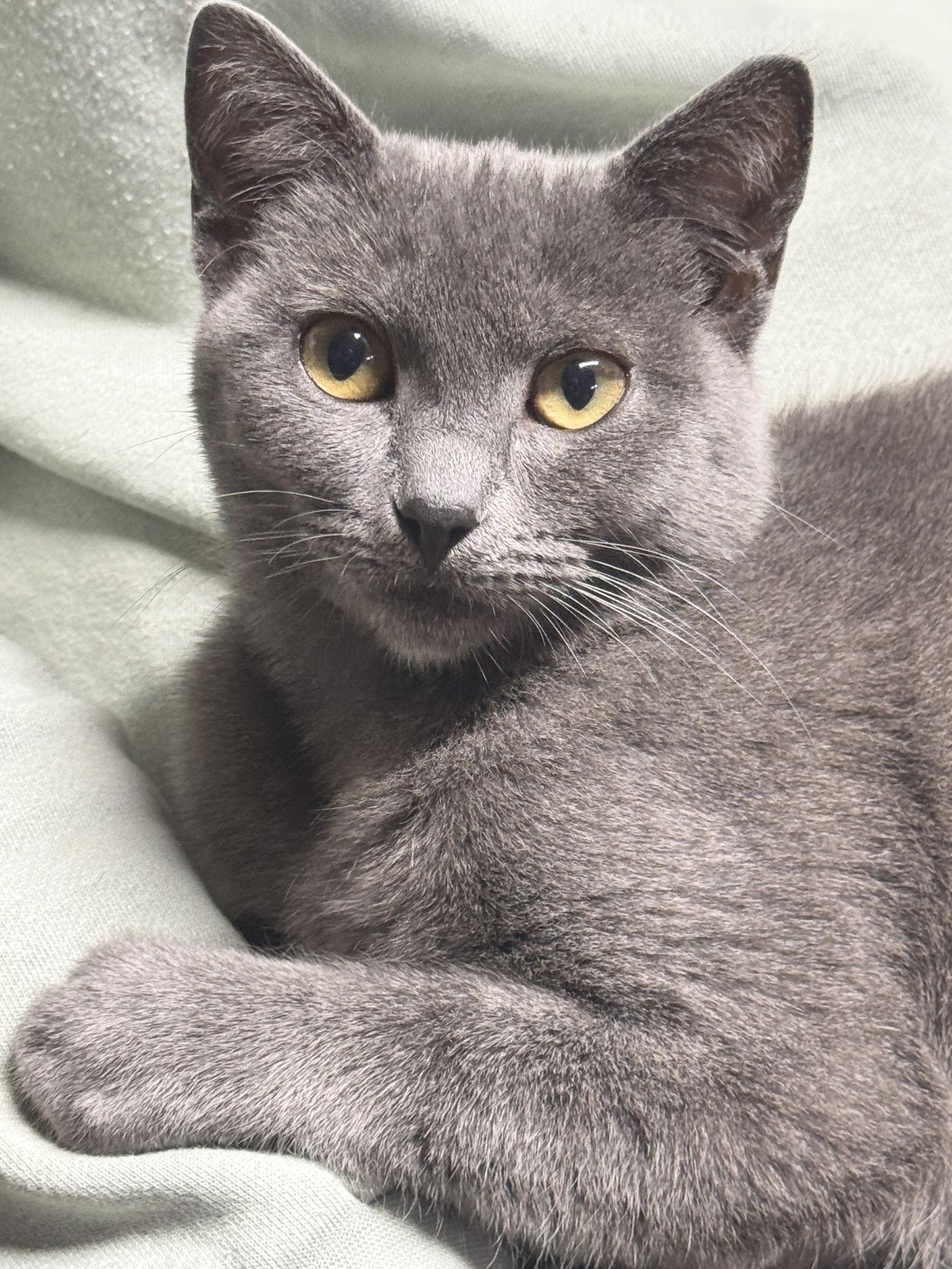 Bluebell, Adoptable, Young Female Domestic Short Hair & Russian Blue.