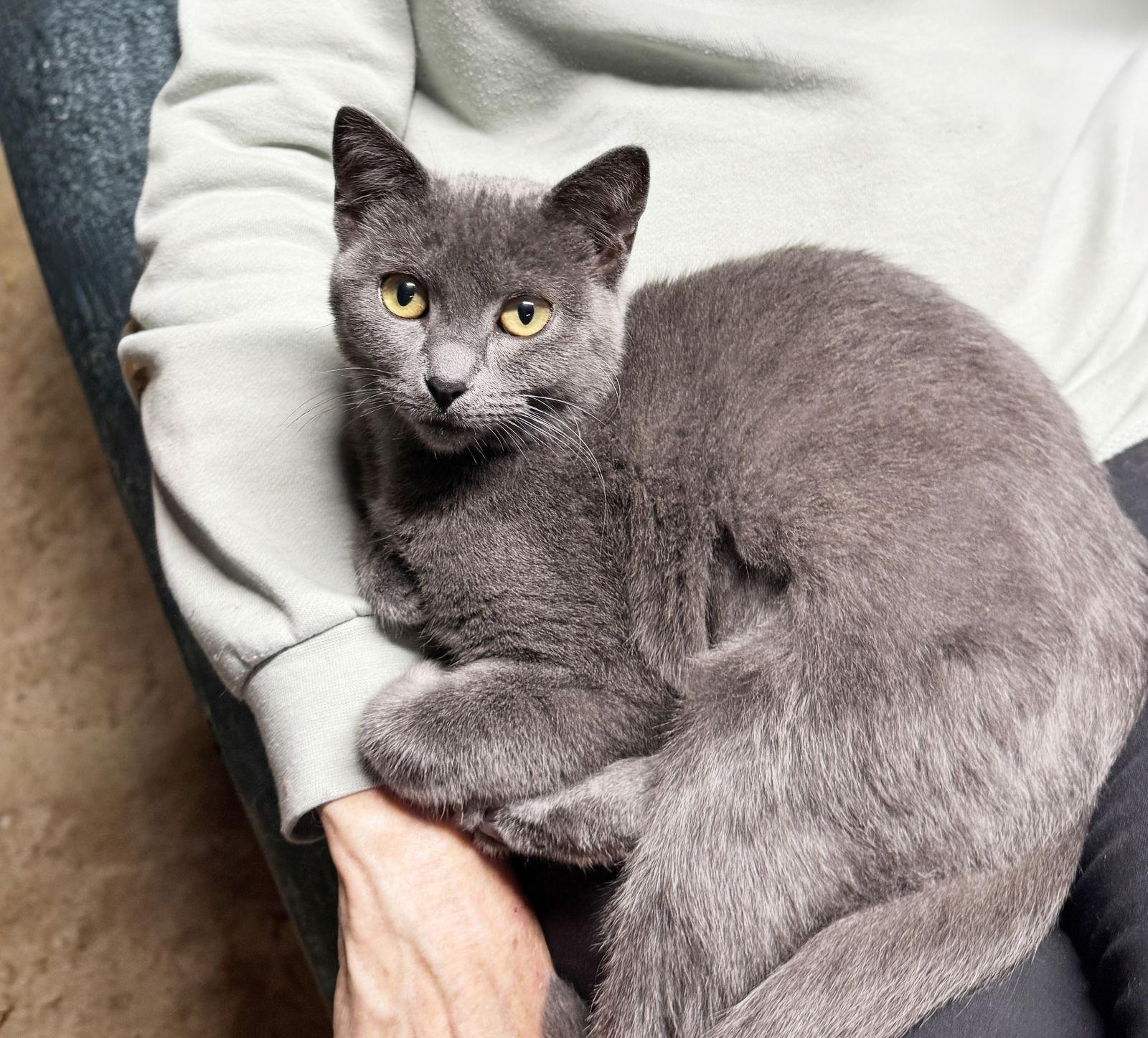 Enlarge Bluebell, a Adoptable mixed breed in Alameda, CA image 3/3