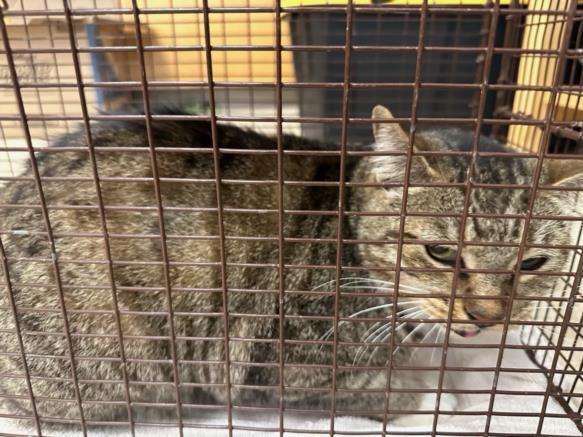 Enlarge A2155616, a Adoptable Domestic Short Hair in San Pedro, CA image 1/1