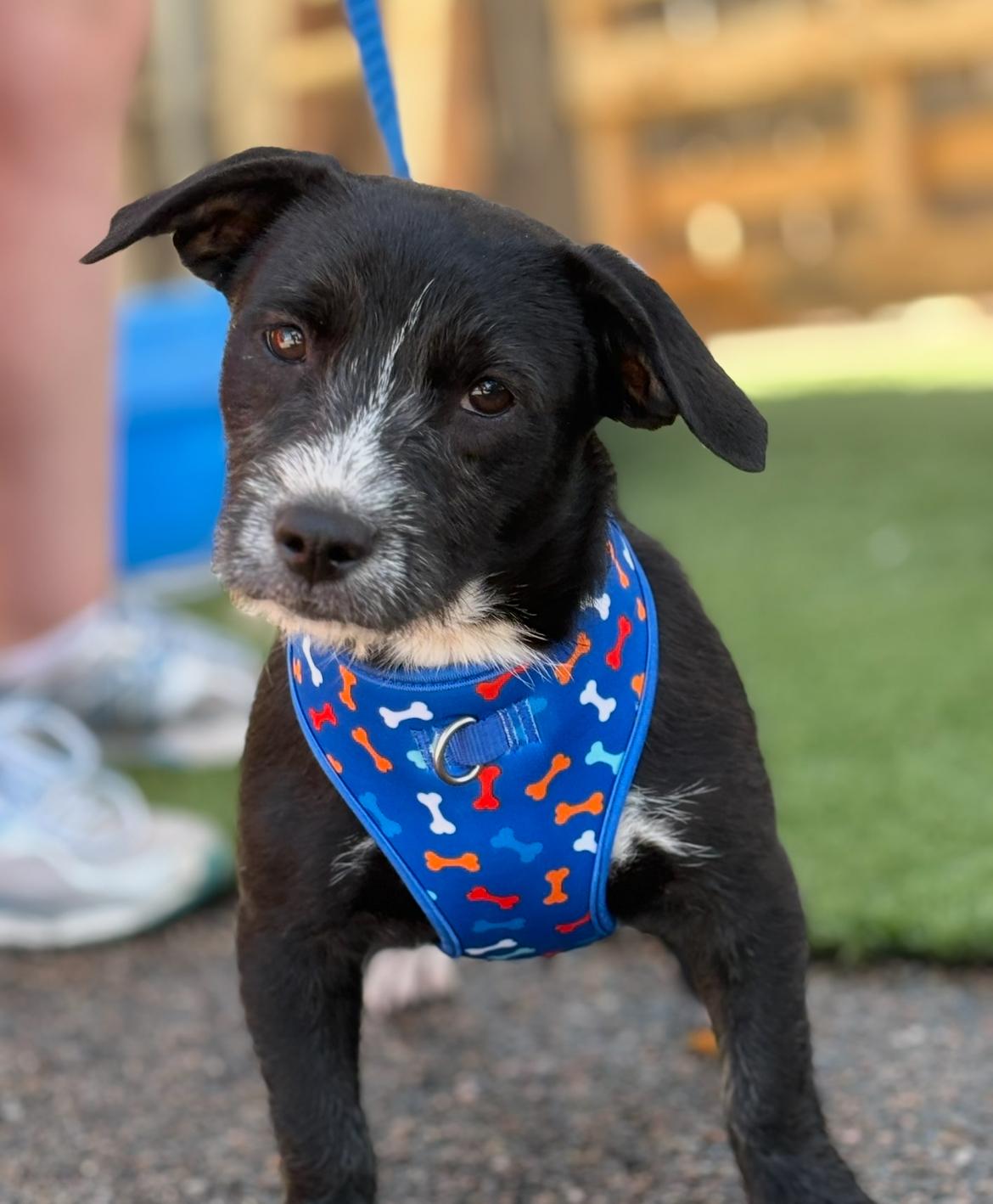 Shamrock, a Adoptable mixed breed in Longmont, CO image 1/2