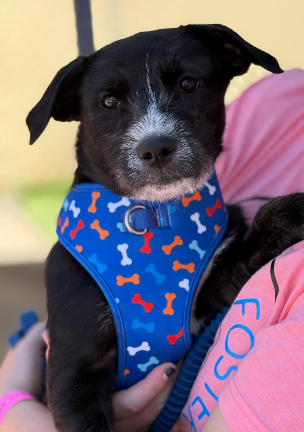 Shamrock, a Adoptable mixed breed in Longmont, CO image 2/2