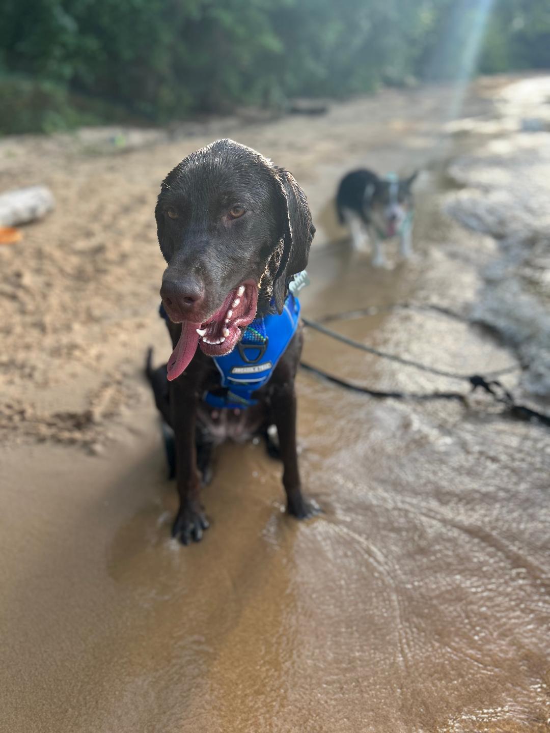 Retta, a ADOPTABLE German Shorthaired Pointer in Severna Park, MD image 4/5