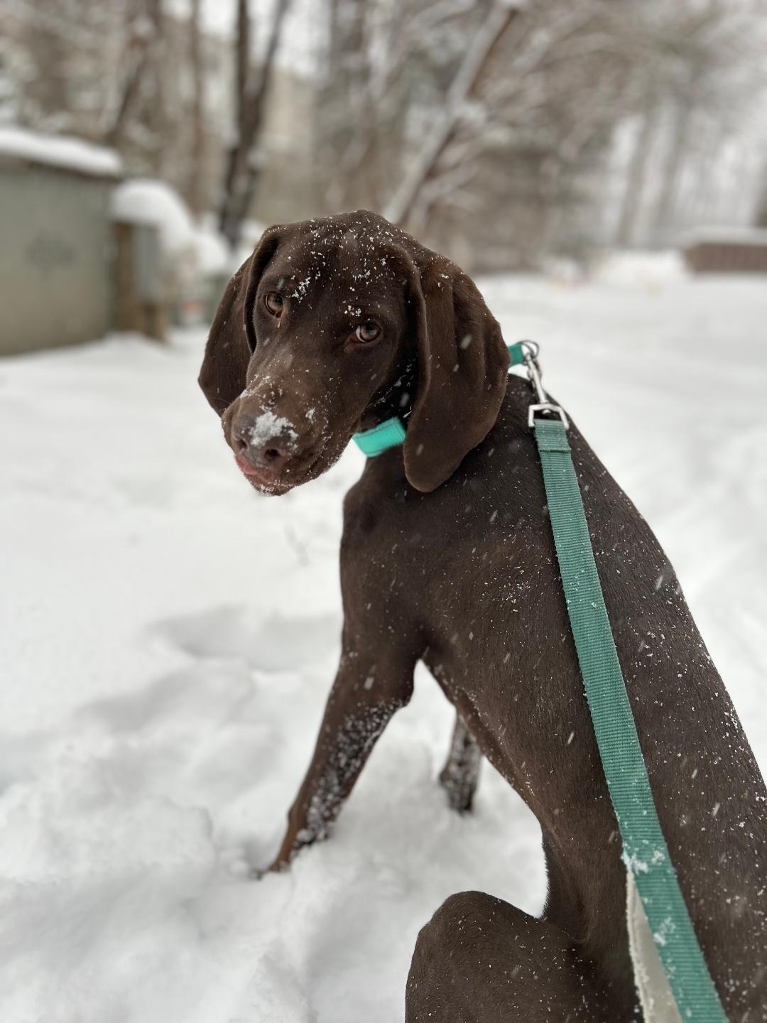 Retta, ADOPTABLE, Young Female German Shorthaired Pointer.