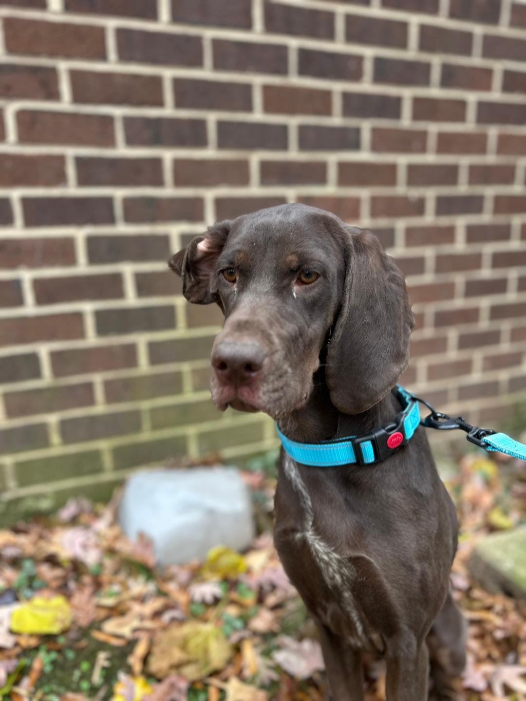 Retta, a ADOPTABLE German Shorthaired Pointer in Severna Park, MD image 2/5