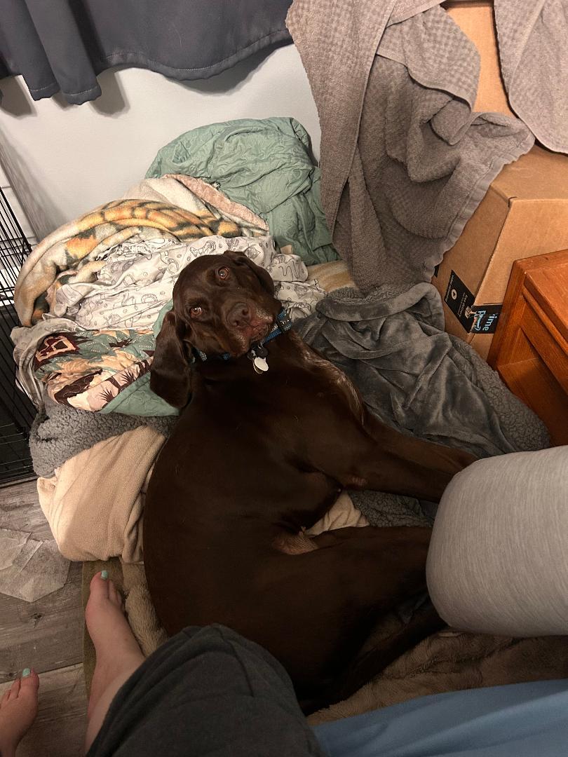 Retta, a ADOPTABLE German Shorthaired Pointer in Severna Park, MD image 5/5