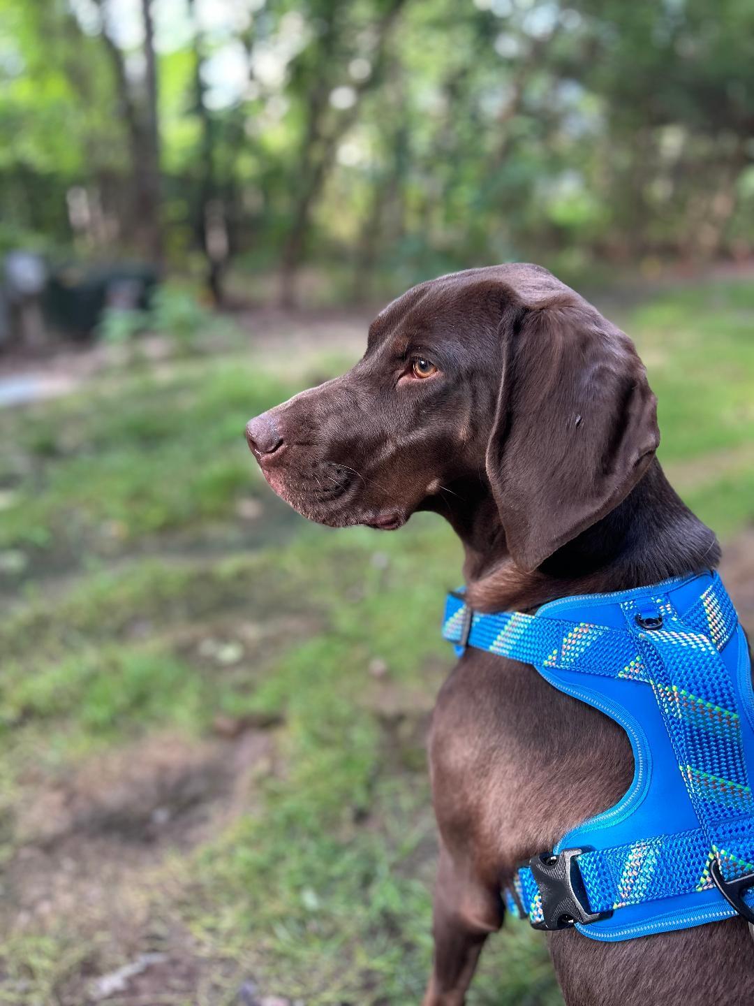 Retta, a ADOPTABLE German Shorthaired Pointer in Severna Park, MD image 3/5