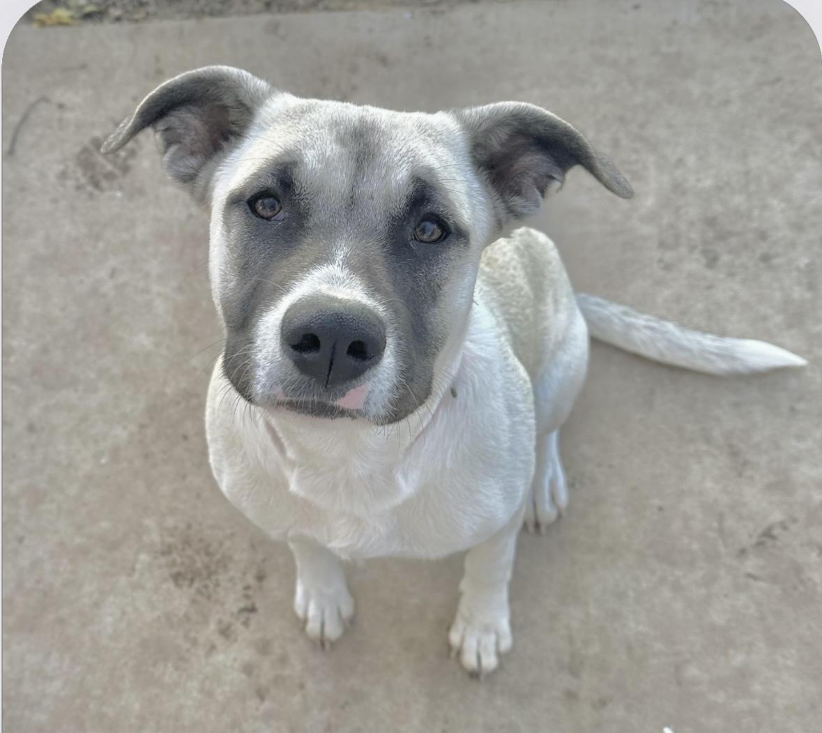 Bandit, an adoptable Plott Hound, Labrador Retriever in Bangor, ME, 04401 | Photo Image 1