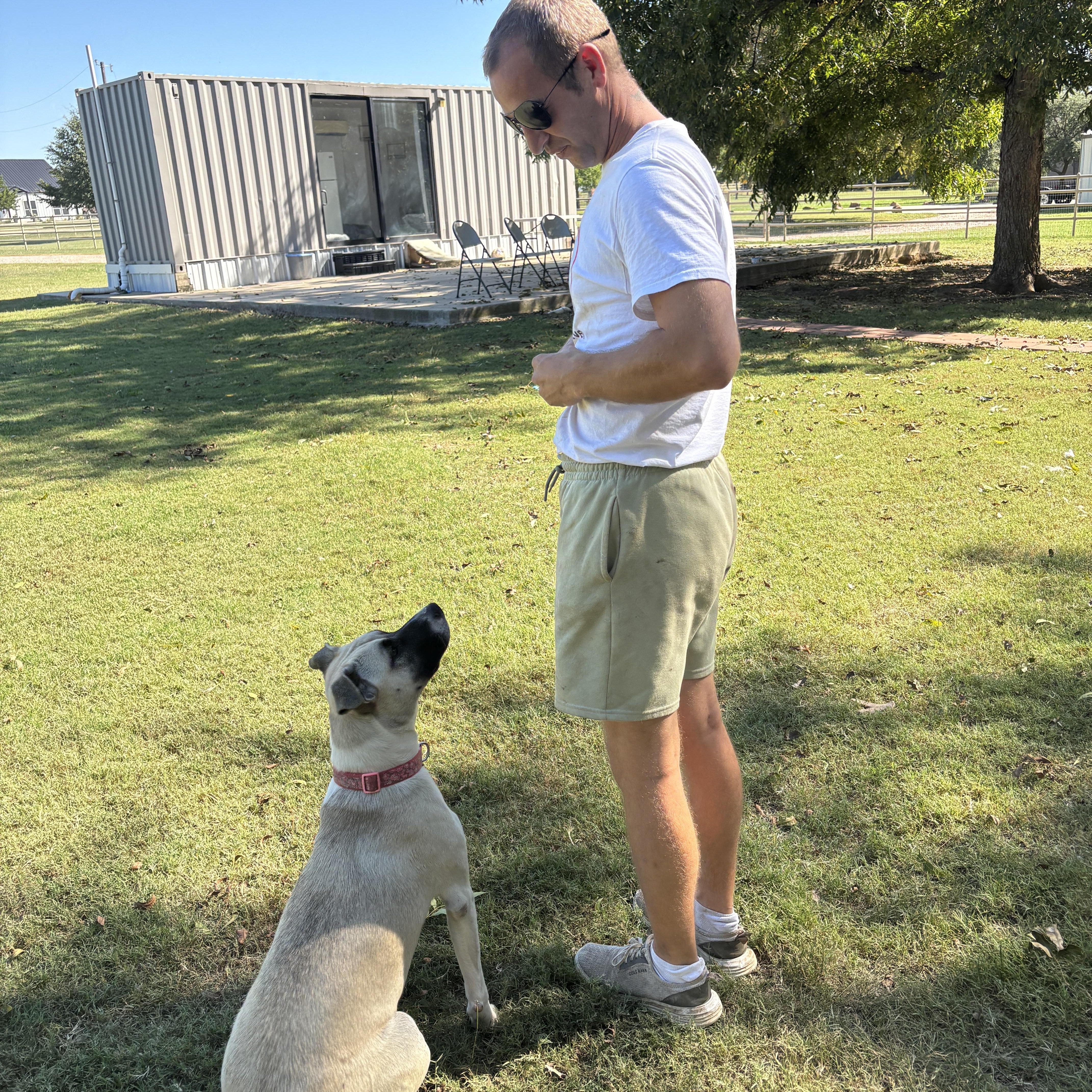 Bandit, an adoptable Plott Hound, Labrador Retriever in Bangor, ME, 04401 | Photo Image 2