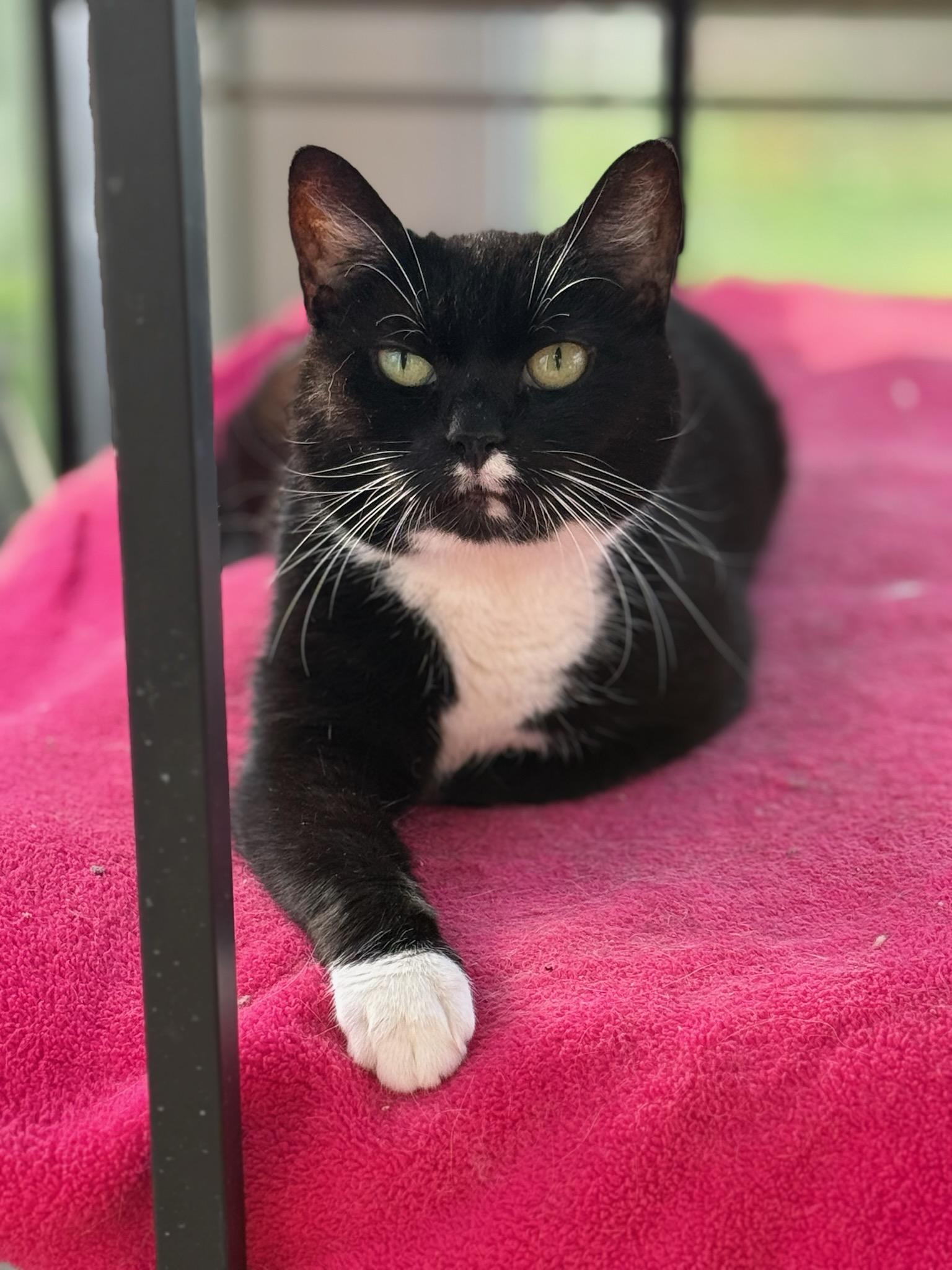 Mindy (Gums), ADOPTABLE, Senior Female Domestic Short Hair.