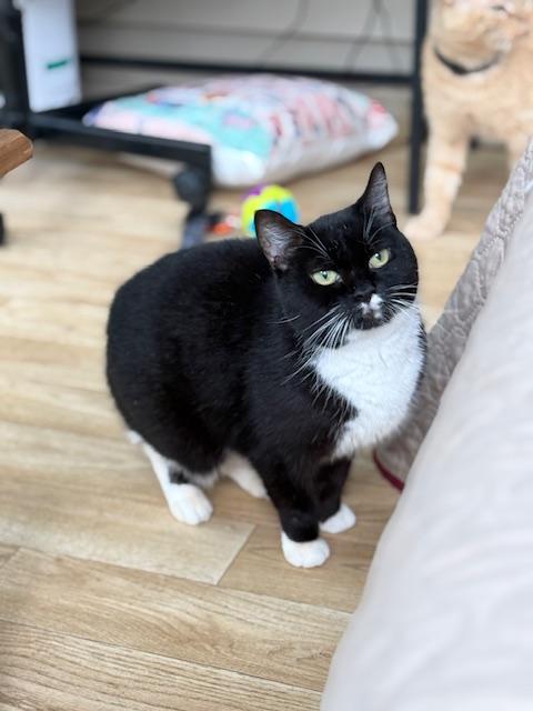 Mindy, a ADOPTABLE Domestic Short Hair in Gaylordsville, CT image 1/2