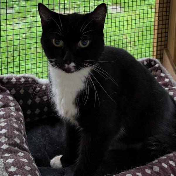 Mindy, ADOPTABLE, Senior Female Domestic Short Hair.