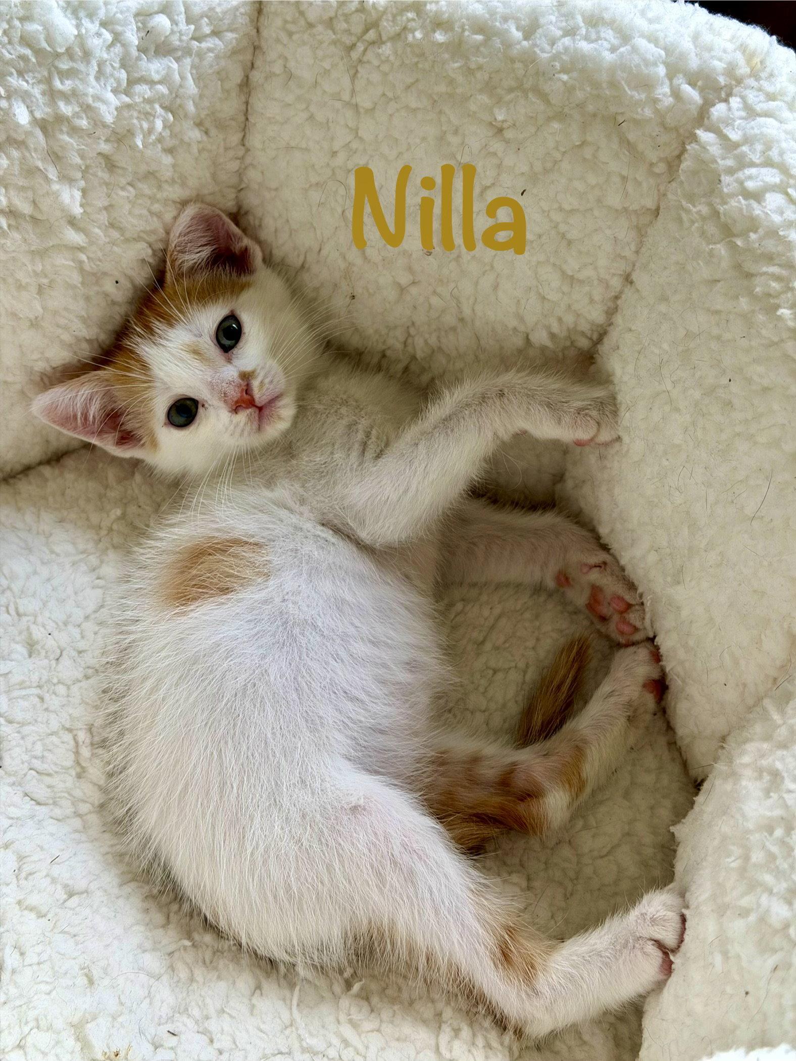 Enlarge Nilla, a Adoptable Domestic Short Hair in Reston, VA image 2/3