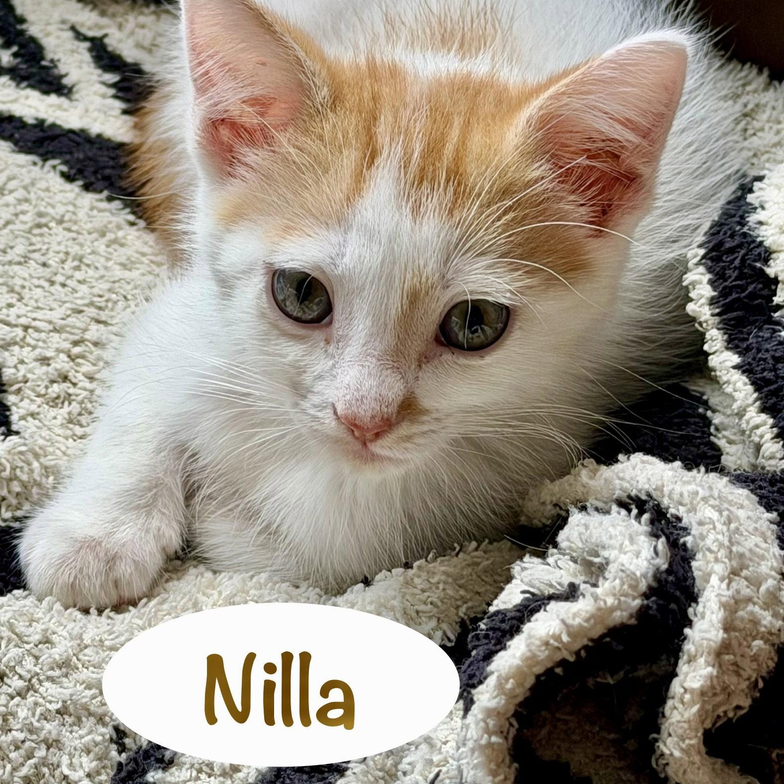Enlarge Nilla, a Adoptable Domestic Short Hair in Reston, VA image 1/3