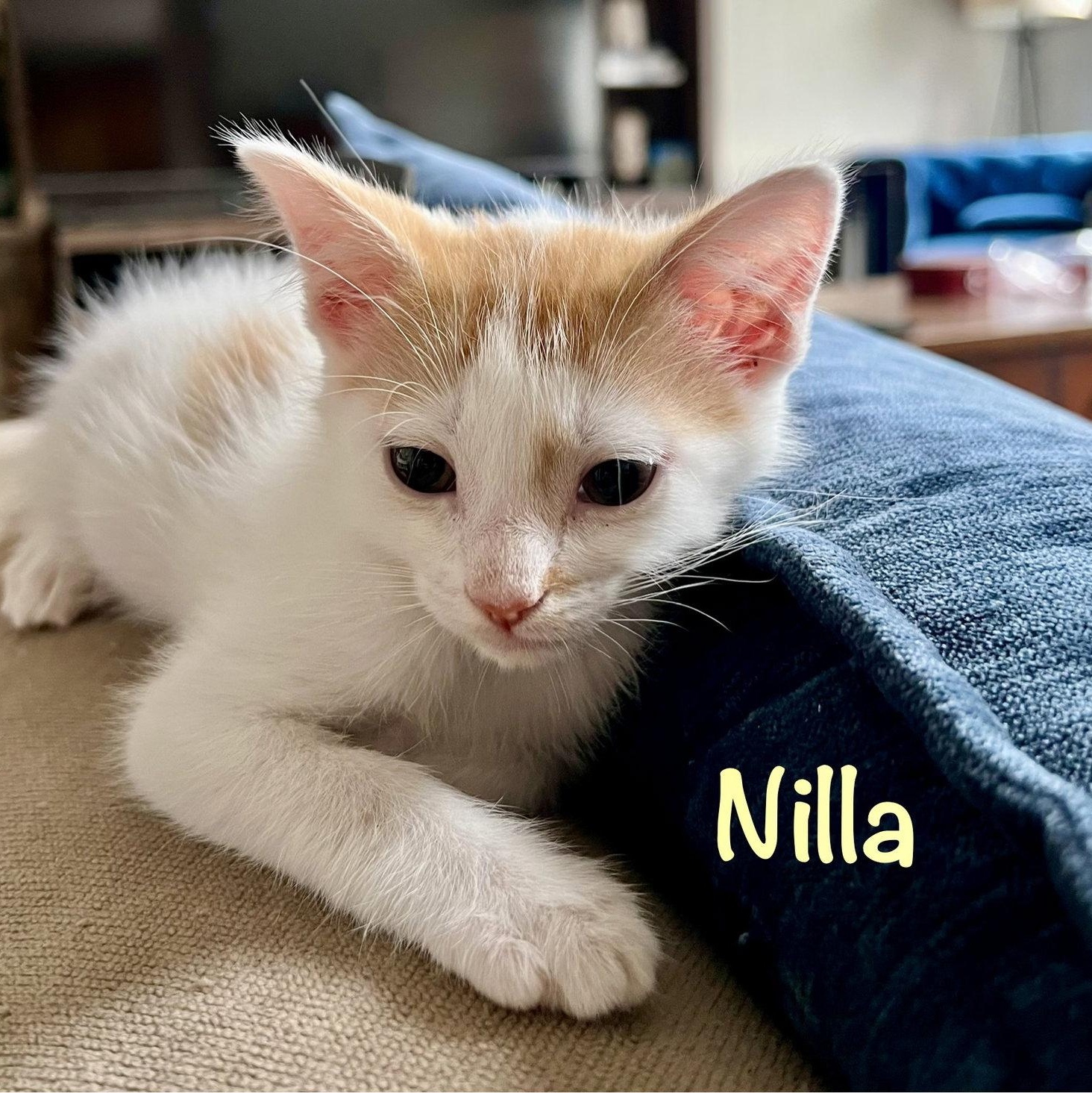 Enlarge Nilla, a Adoptable Domestic Short Hair in Reston, VA image 3/3