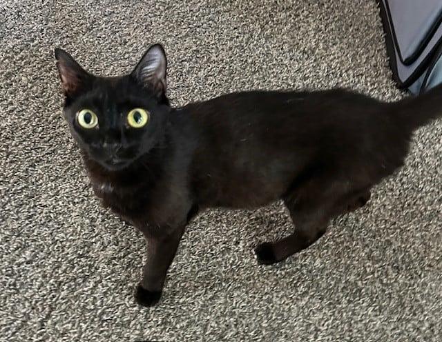 Gracie