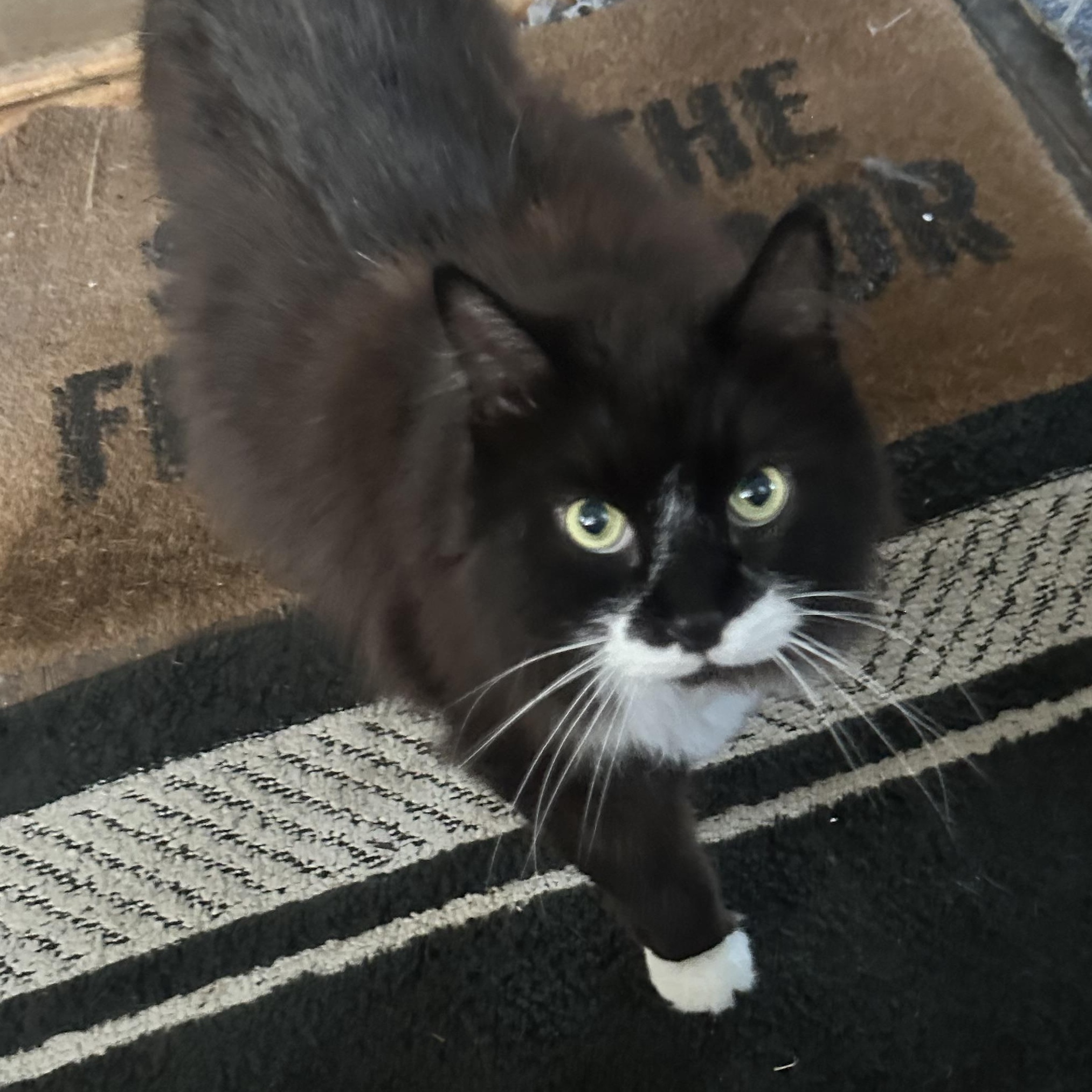 Freddie, Adoptable, Adult Male Domestic Long Hair.