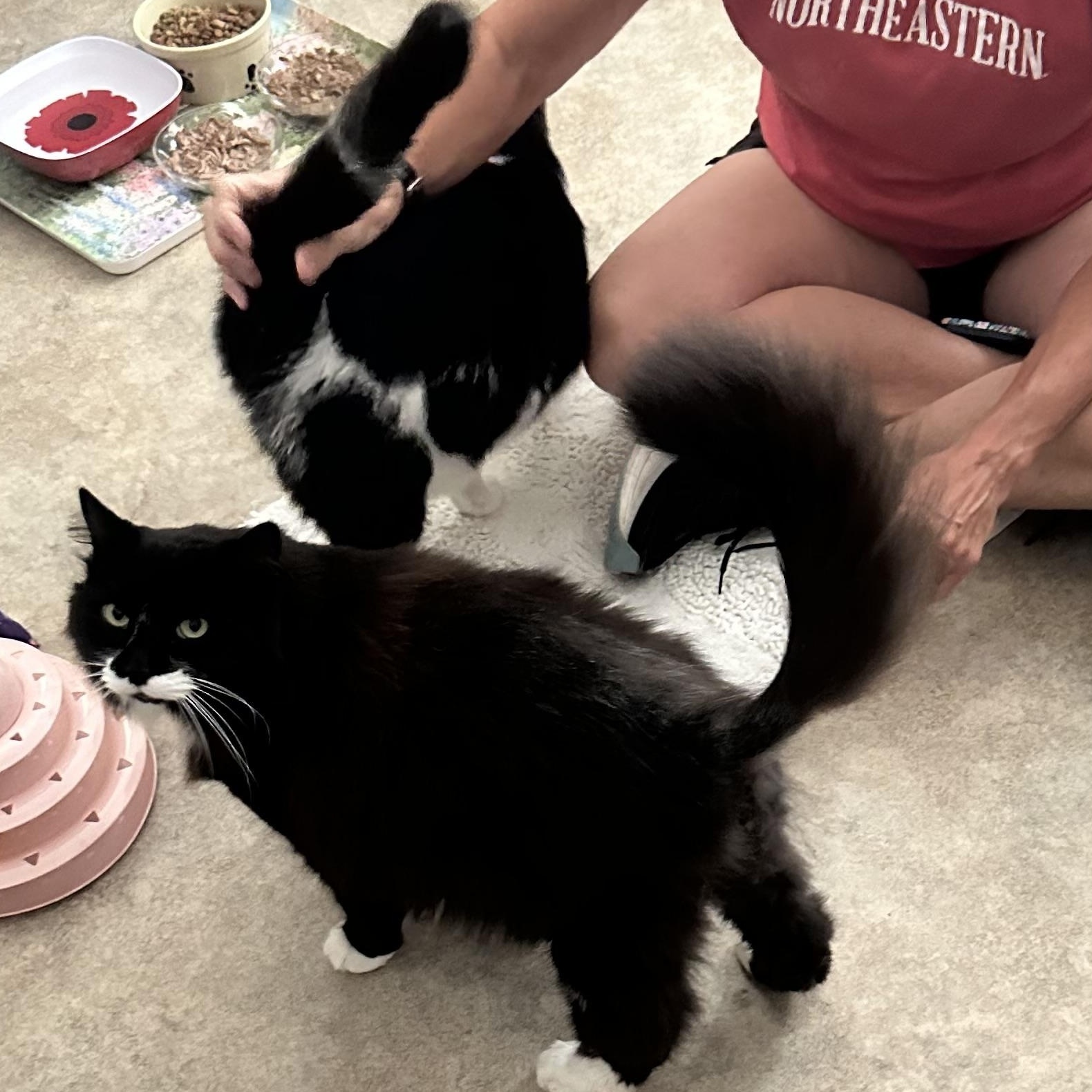 Enlarge Freddie, a Adoptable Domestic Long Hair in Sea Isle City, NJ image 2/2