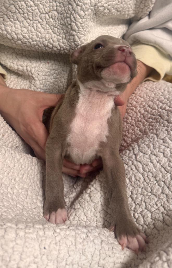 Snare, Adoptable, Puppy Male American Staffordshire Terrier & Pit Bull Terrier.