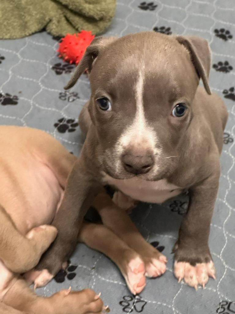 Enlarge Snare, a Adoptable mixed breed in Reno, NV image 2/6