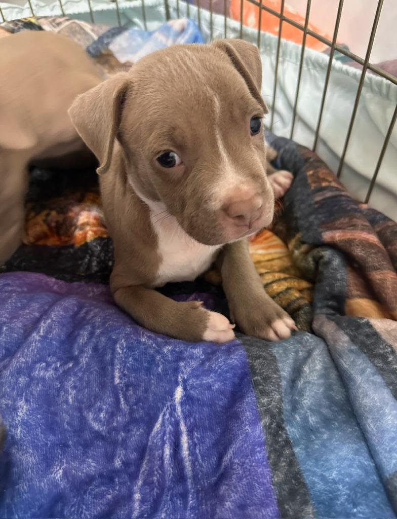 Enlarge Snare, a Adoptable mixed breed in Reno, NV image 3/6