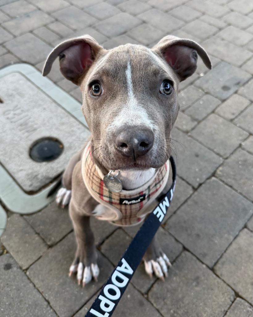 Snare, a Adoptable mixed breed in Reno, NV image 4/6