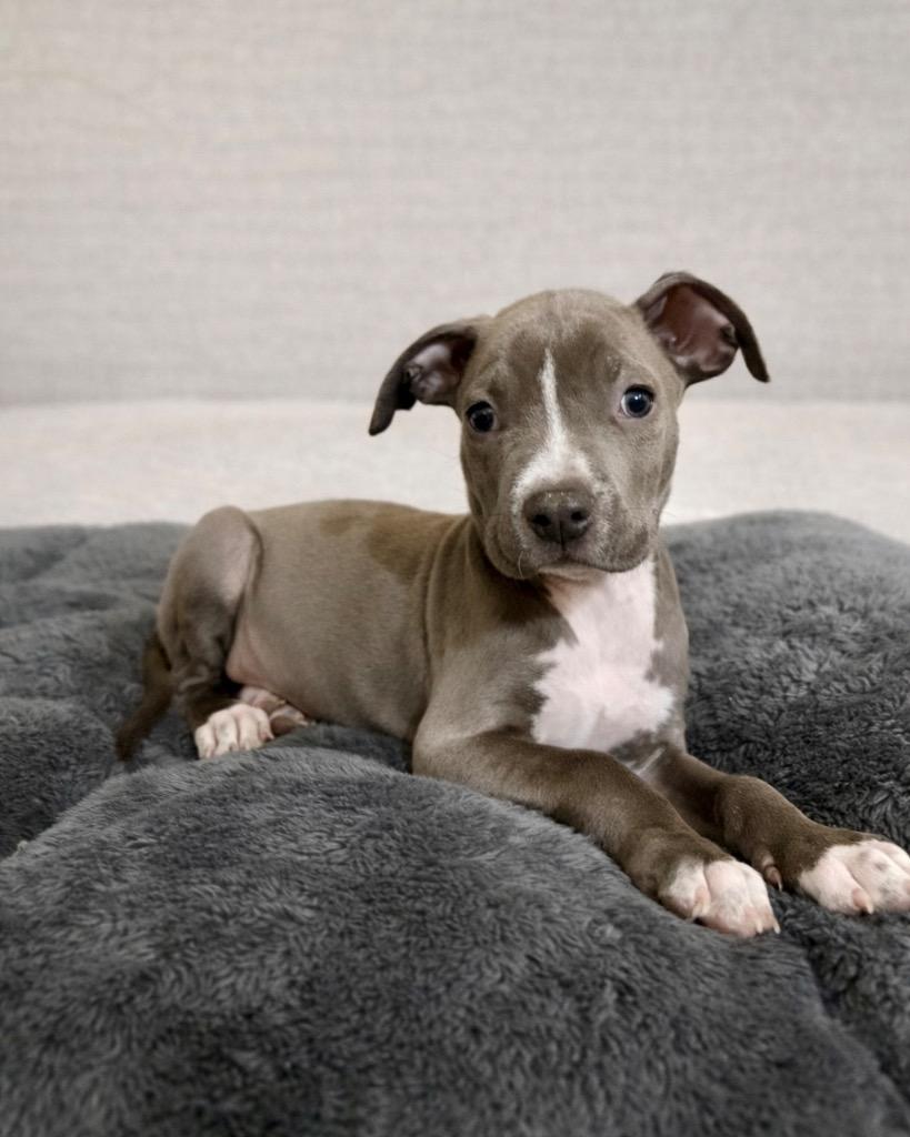 Enlarge Snare, a Adoptable mixed breed in Reno, NV image 5/6