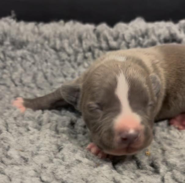 Enlarge Snare, a Adoptable mixed breed in Reno, NV image 6/6