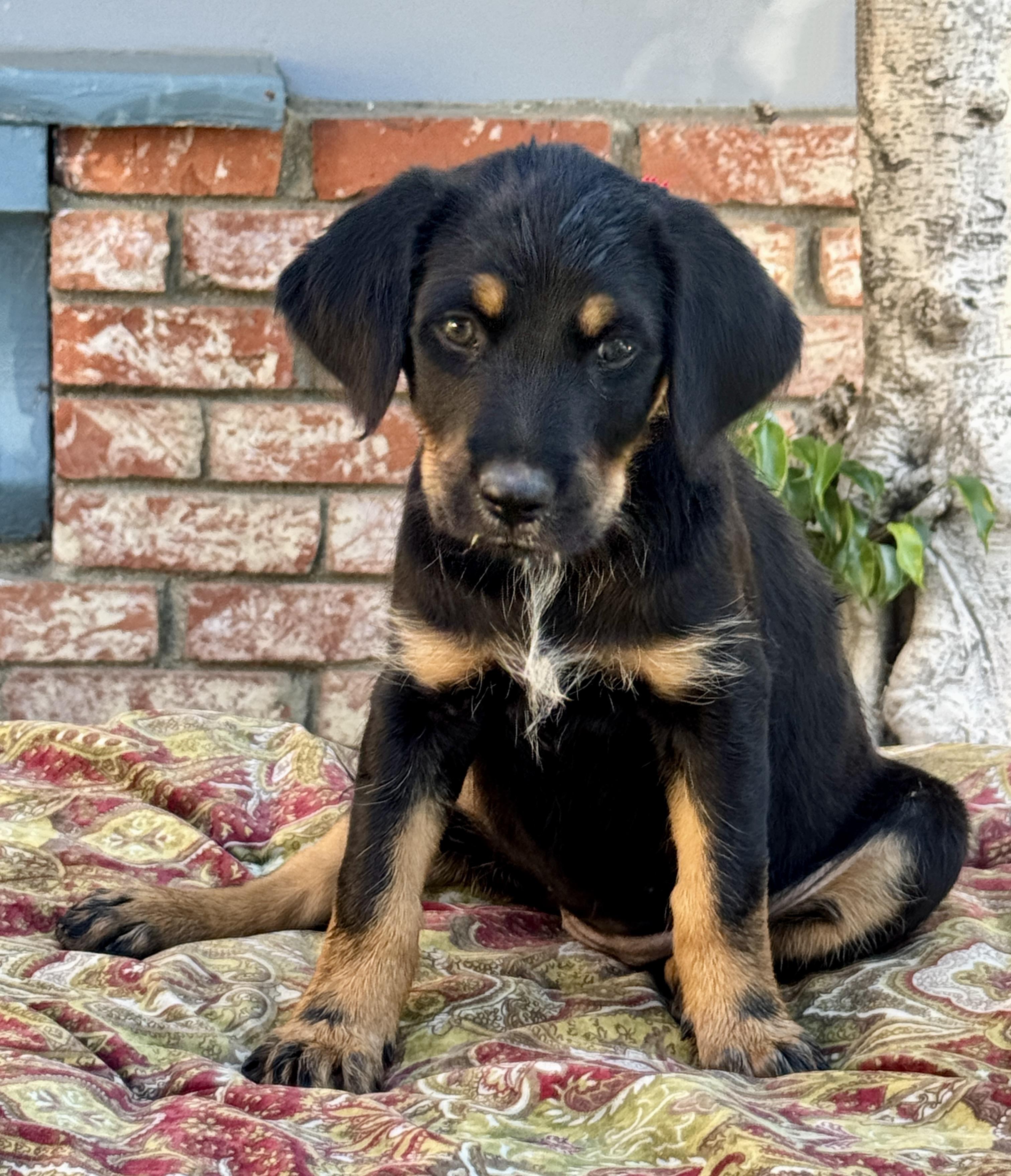 Enlarge Margarita, a Adoptable mixed breed in Van Nuys, CA image 2/4