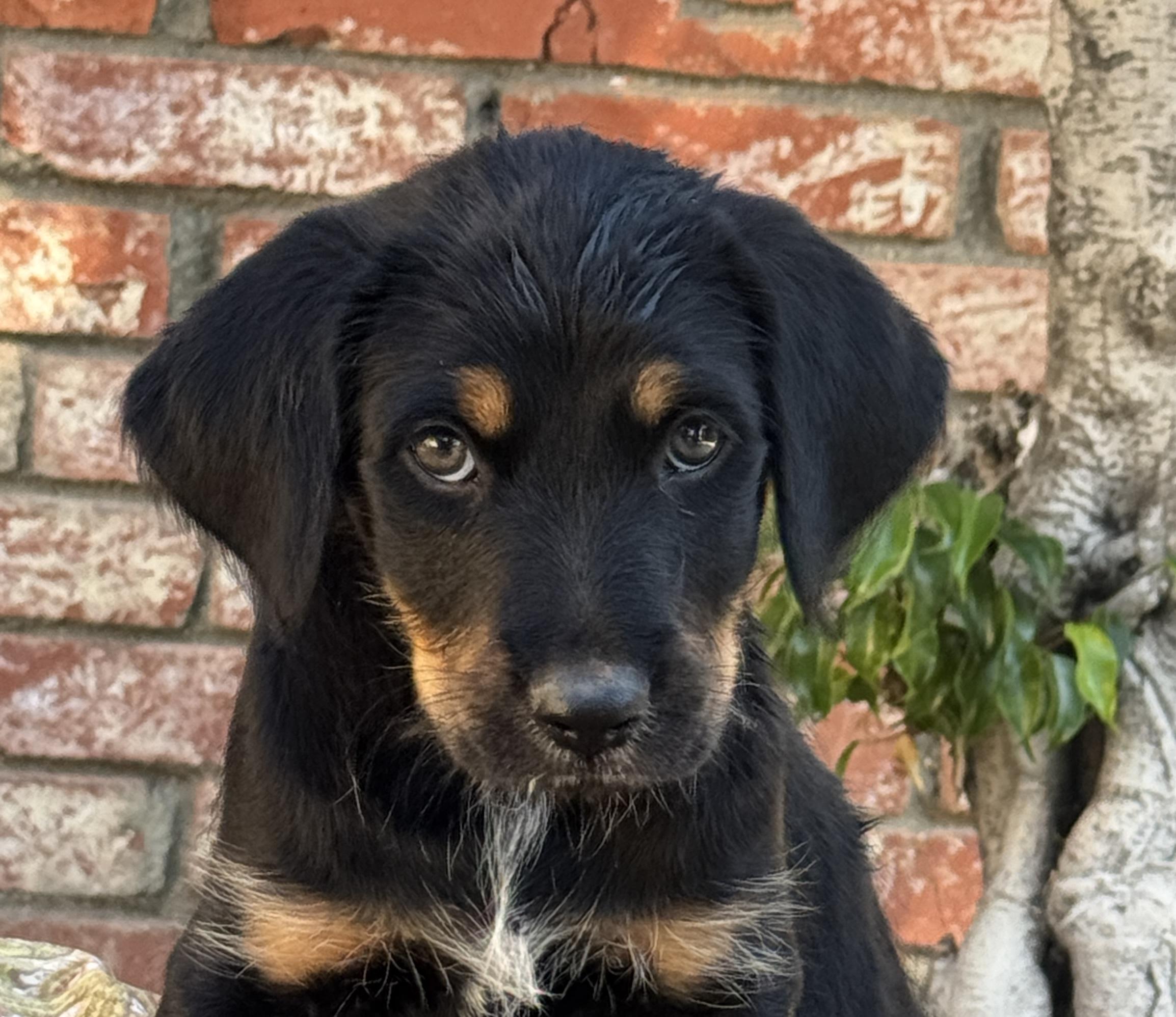 Margarita, Adoptable, Puppy Female Australian Cattle Dog / Blue Heeler & Goldendoodle.