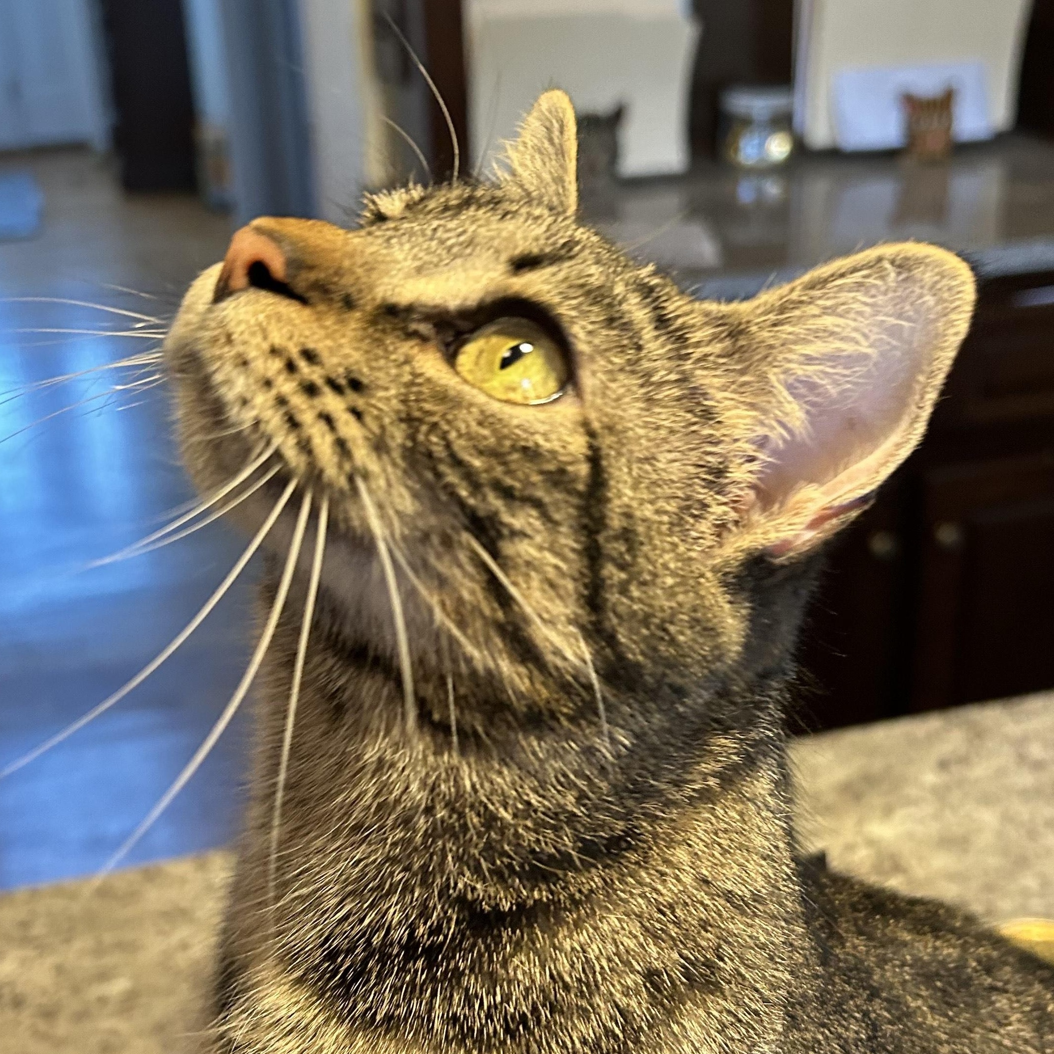 Ocean, Adult Female Tabby