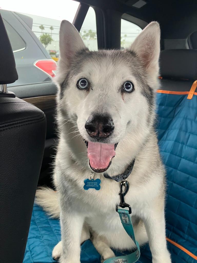 Bell, Adoptable, Senior Female Siberian Husky & Husky.