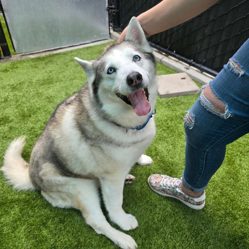 Enlarge Bell, a Adoptable mixed breed in El Cajon, CA image 4/6