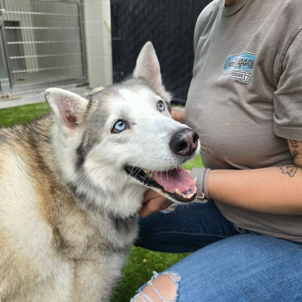 Enlarge Bell, a Adoptable mixed breed in El Cajon, CA image 4/6